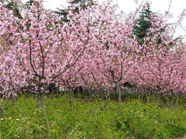 垂絲海棠開花圖片