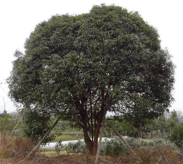 叢生桂花樹基地實拍圖