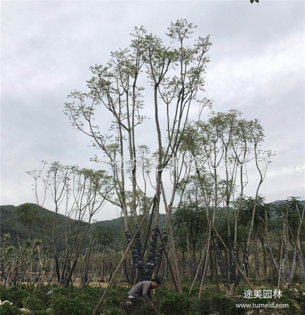 叢生藍花楹圖片