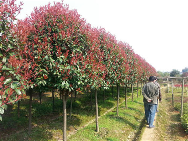 10公分紅葉石楠哪里購買便宜?