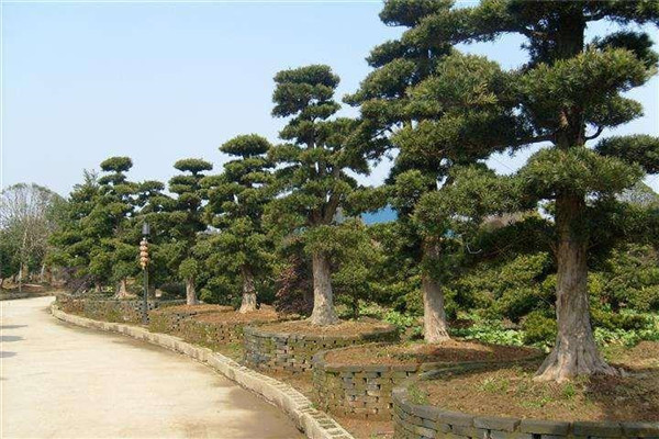 四川羅漢松基地實拍圖片