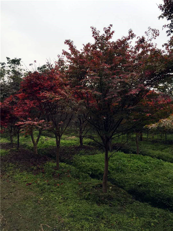 日本紅楓基地實拍圖