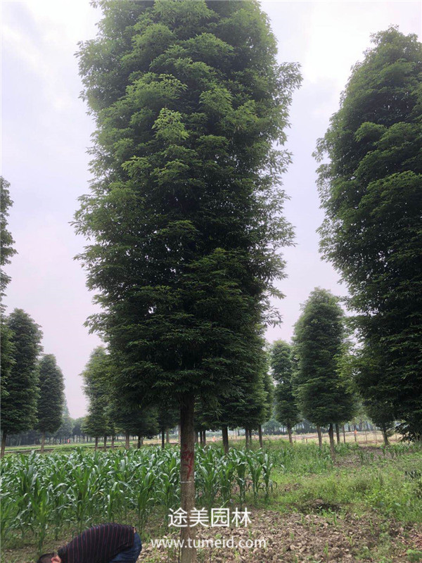 小葉楨楠圖片成都小葉楨楠基地實拍圖