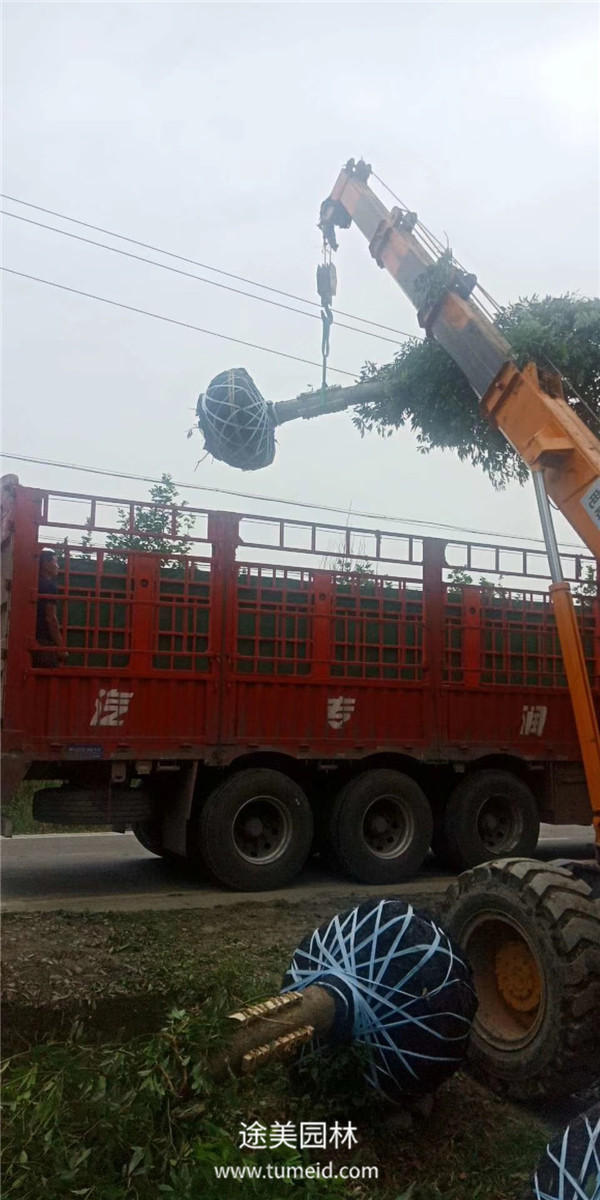 楨楠樹的種植繁殖方法【精】