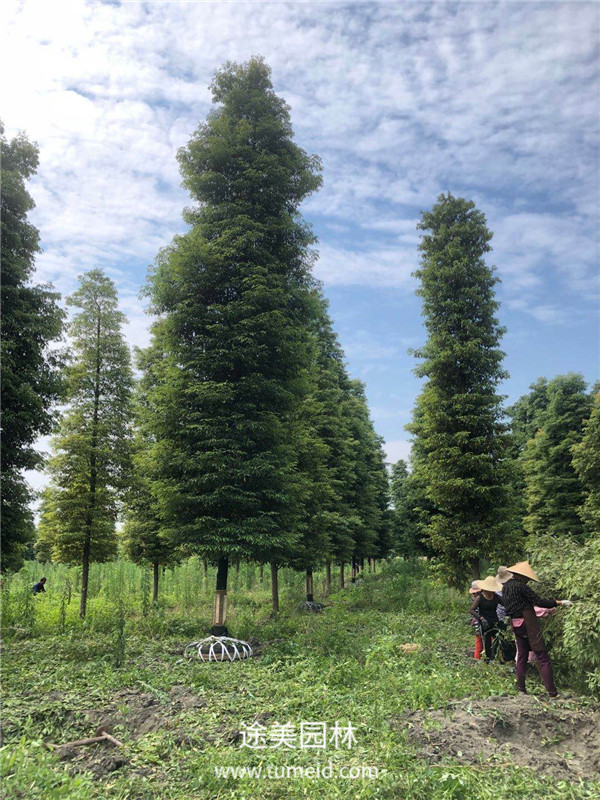 成都溫江楨楠基地大量批發中